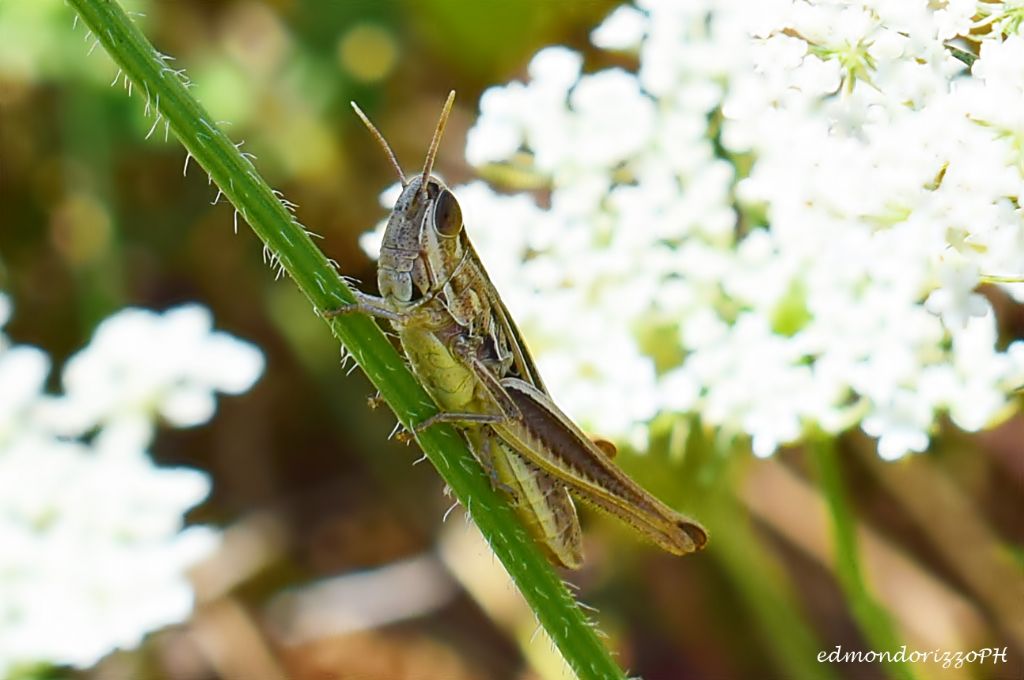Euchorthippus declivus.